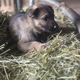 Dark Green Collar - Sable male German Shepherd puppy in Mc Loud, Oklahoma from Hilbun Family Kennels