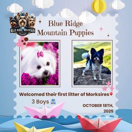Morkie puppies from Blue Ridge Mountain Puppies