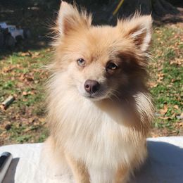 Honey - Pomeranian