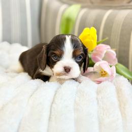 Mocha - Chocolate female Cavalier King Charles Spaniel puppy in Draper, Utah from Cavachon Love Chocolate Cavaliers, Cavaliers, Cavachon’s, Cavapoos