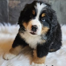Asher - Black rust and white male Bernese Mountain Dog puppy in Saint Maries, Idaho from Rusty Brows Berners