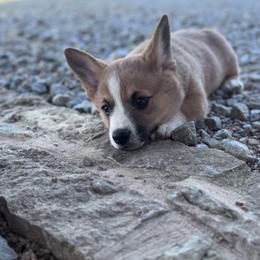 Sable Male - Sable male Pembroke Welsh Corgi puppy in Weatherford, Texas from Flyin H Corgi’s