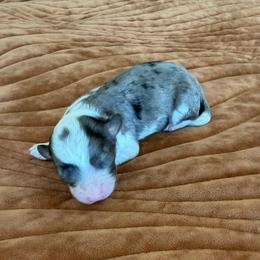 Boy 4 - Blue merle male Aussiedoodle puppy in Cedar Park, Texas from Lollipups Mini Aussiedoodles