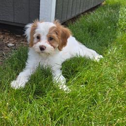 Lovely - Blenheim female Cavapoo puppy in Atwood, Illinois from Peace Road Puppies