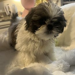 Shih Tzus from Goldendoodlesrus