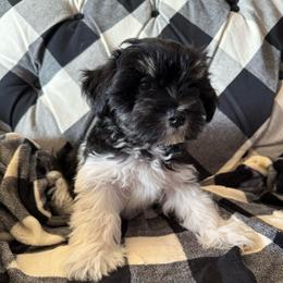 Arlo - Parti male Miniature Schnauzer puppy in Caldwell, Idaho from Nichols Miniature Schnauzers
