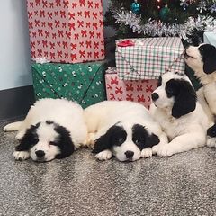 Landseer (European Continental Type)s from Levanah Farm