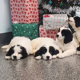 Landseer (European Continental Type)s from Levanah Farm