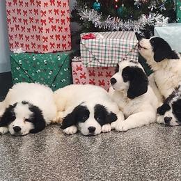 Landseer (European Continental Type)s from Levanah Farm