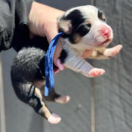 Ziggy fluffy (blue) - Black and tan male American Corgi puppy in East Oakdale, California from Rhettro Kennels