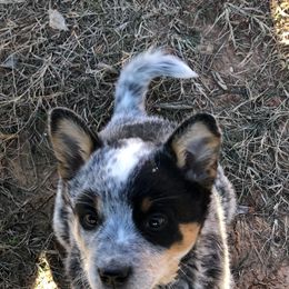 Australian Cattle Dog Puppies from S&B Cattle Co.