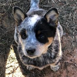 Australian Cattle Dog Puppies from S&B Cattle Co.