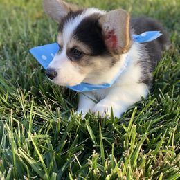 Pembroke Welsh Corgi Puppies from Cactus Corgis