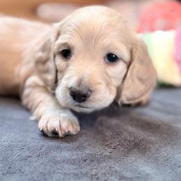 Tassie - Cream female Dachshund puppy in Caulfield, Missouri from Hocomo Hollow Doxies