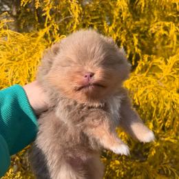 Joe dirt - Lavender male Pomeranian puppy in Fayetteville, North Carolina from Tar-heel Poms