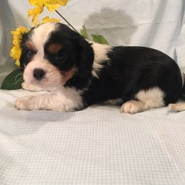 Australian Shepherd and Cavalier King Charles Spaniel Puppies from Spectacular Aussies and Cavaliers