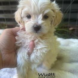 Wyatt - Cream male Maltipoo puppy in Traverse City, Michigan from Riyem Wildflower Farms