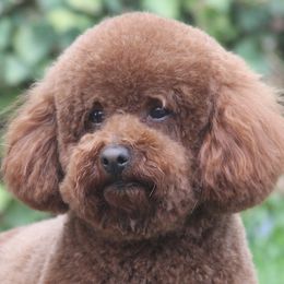 Fynn - Poodle