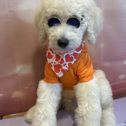 Romeo - White male Poodle puppy in Mobile, Alabama from Semmy’s Standard Poodle LLC