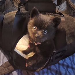 Pomeranian Puppies from Ramos' Pommies