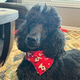 Rosie - Poodle
