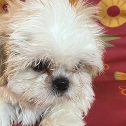 Brussels Griffons and Shih Tzus from Full of Shih Tzus