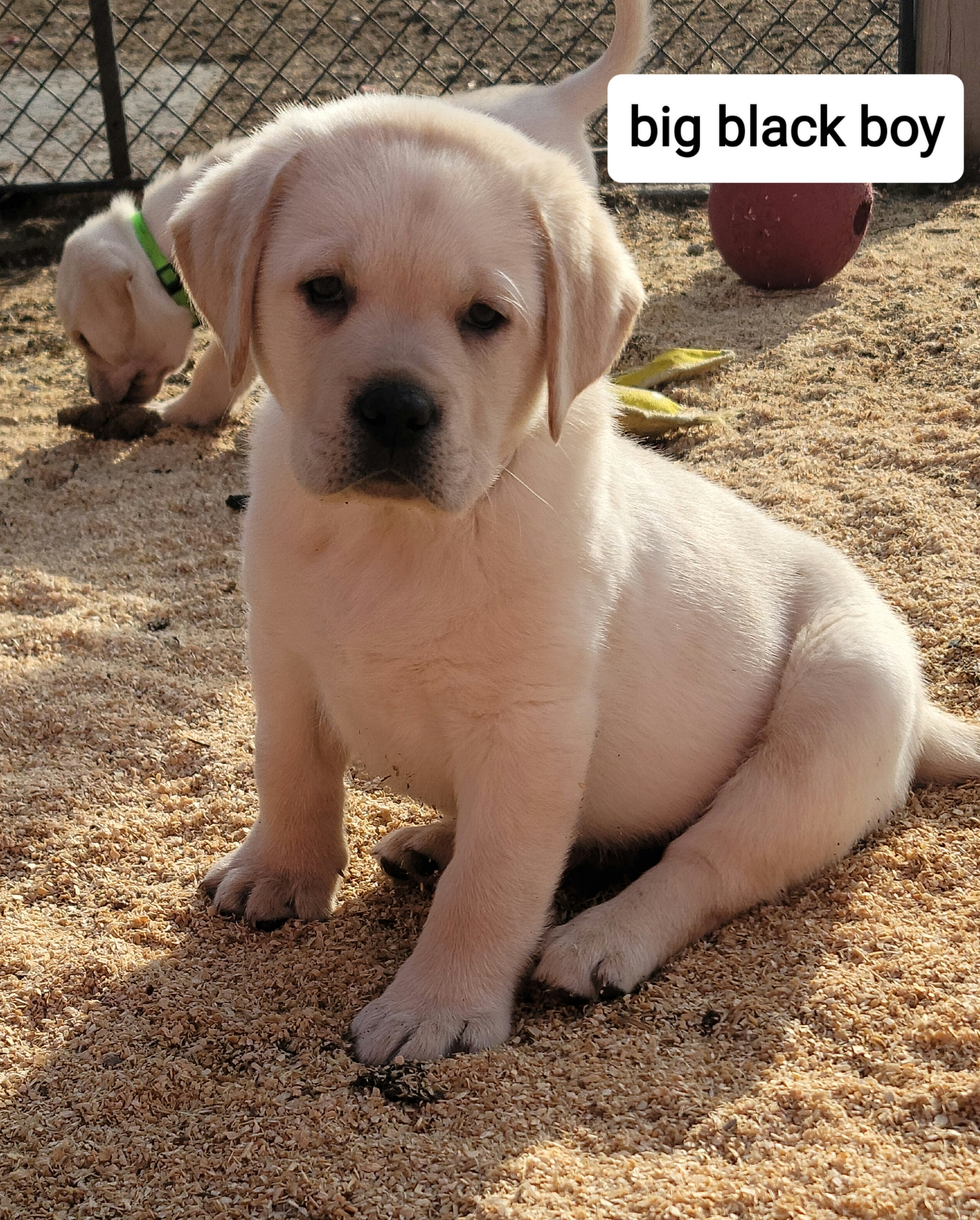 Labrador Retriever Puppies from Logan Acre Labradors