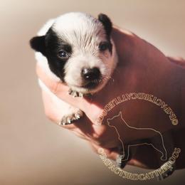 Frodo (AKC) - Blue male Australian Cattle Dog puppy in Marana, Arizona from Impact 3rd Australian Cattle Dogs