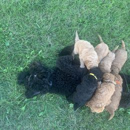 German Shorthaired Pointer and Labradoodle Puppies from Faddis Family Farms