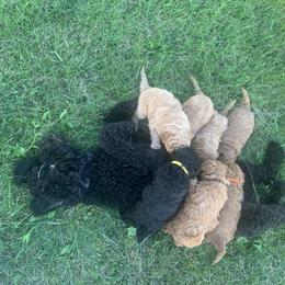 German Shorthaired Pointer and Labradoodle Puppies from Faddis Family Farms