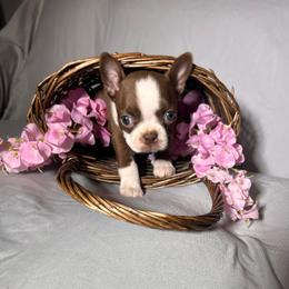 Marida - Seal and white female Boston Terrier puppy in London, Kentucky from Puppy Love