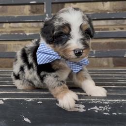Cosmo - Blue merle male Aussiedoodle puppy in Cartersville, Georgia from Simply Blessed Doodles