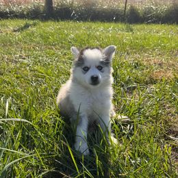 Charlie - Black and white female Pomsky puppy in Bucyrus, Missouri from Hill Top Pomskies