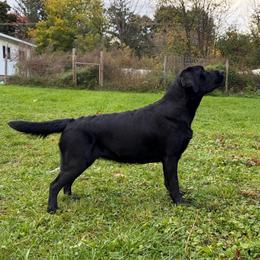 Flora - Labrador Retriever