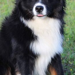 Miniature Australian Shepherds and Toy Australian Shepherds from BK Rustic Aussies