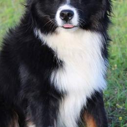 Miniature Australian Shepherds and Toy Australian Shepherds from BK Rustic Aussies