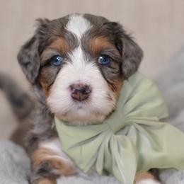 Granny Smith 'Gran'- Lime Collar Female - Blue merle female Bernedoodle puppy in Katy, Texas from Bluebonnet Bernedoodles of Southeast Texas