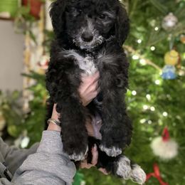 Salem - Black and white male Sheepadoodle puppy in Thornville, Ohio from Four Front Doodles & Friends
