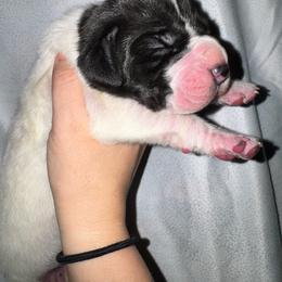 Zero - Mantle female Great Dane puppy in Latrobe, Pennsylvania from Country Danes