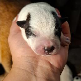 Homura (ASDR) - Blue speckled female Australian Cattle Dog puppy in Marana, Arizona from Impact 3rd Australian Cattle Dogs