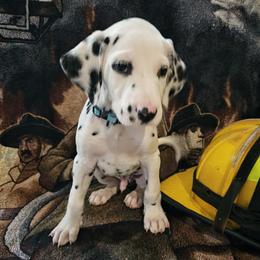 LIGHT BLUE - White and black Dalmatian puppy in Adamstown, Maryland from Sprinkled with Hearts Dalmatians