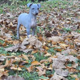 Boy Sheldon - Blue tan and white male American Hairless Terrier puppy in Alabama from Flipside Dogs