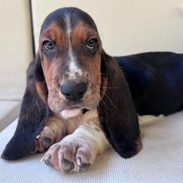 Alex - Black tan and white male Basset Hound puppy in Cleveland, Tennessee from Smokey Mtn Bassets