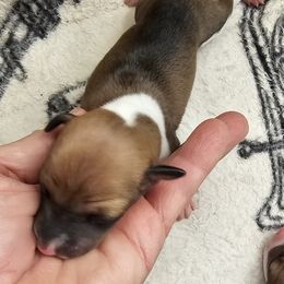 Red white boy - Red male Italian Greyhound puppy in Phillips, Maine from Maplewood Italian Greyhounds