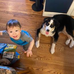 Australian Shepherd Puppies from Soggy Bottom Farms