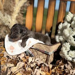 Onyx - Blue merle female Aussiedoodle puppy in Kensington, Ohio from Hickory Hideaway Doodles