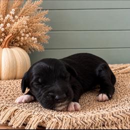 Boy 2 - Black male Goldendoodle puppy in Charlotte, North Carolina from Hopeful Heart Doodles