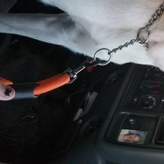 Banana - Nord Wachhund