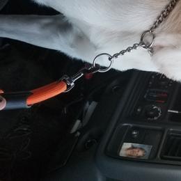 Banana - Nord Wachhund