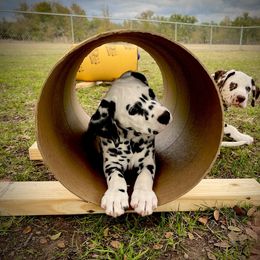 Dalmatian Puppies from HatTrick Dalmatians